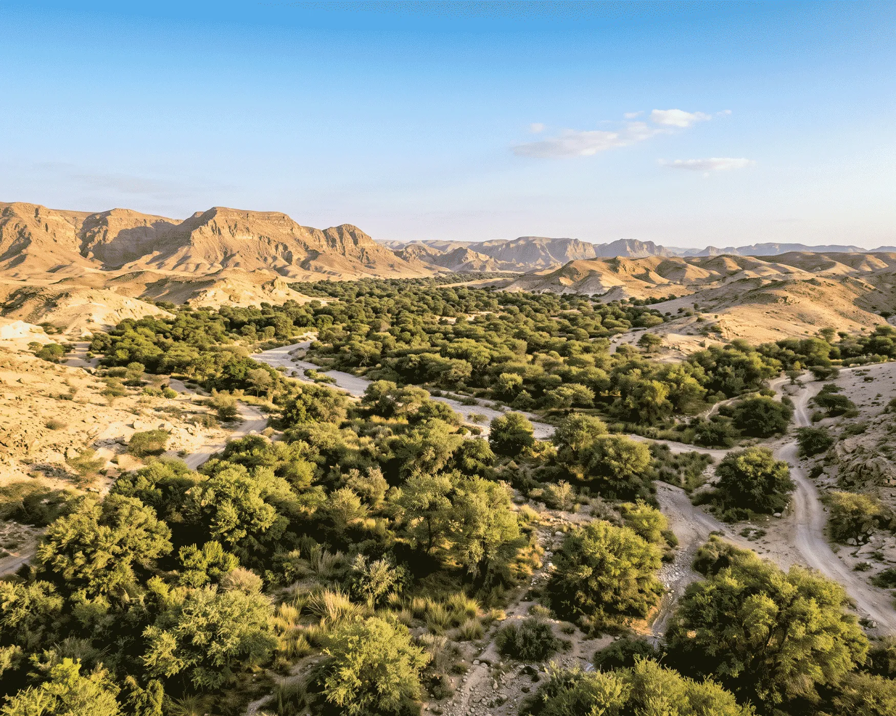 nature-based, reforestation, a tree canopy, a restored landscape.